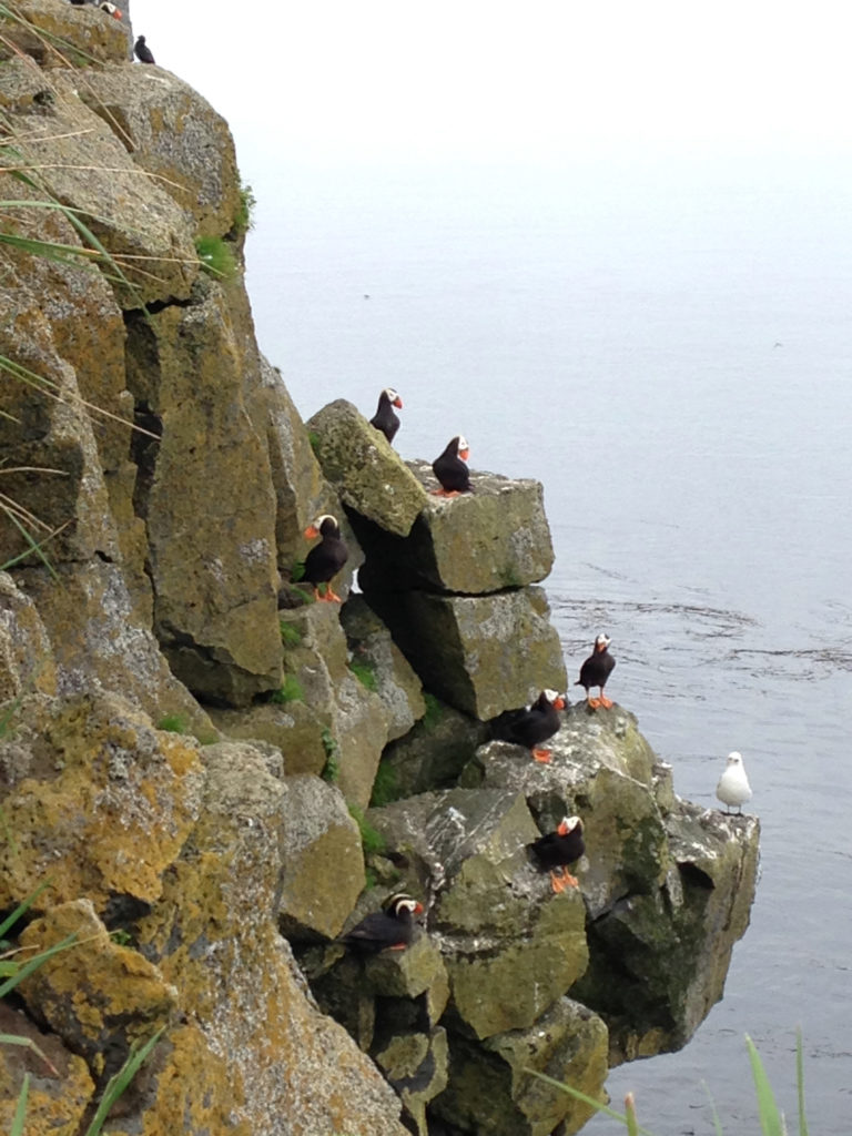 St. Paul Puffins@2x St. Paul Puffins@2x
