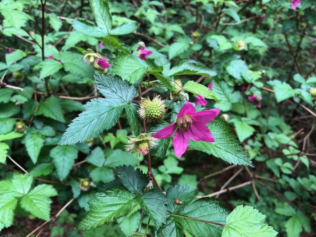 A salmonberry bush with bright pink flowers, one open next to a green, very unripe salmonberry.
