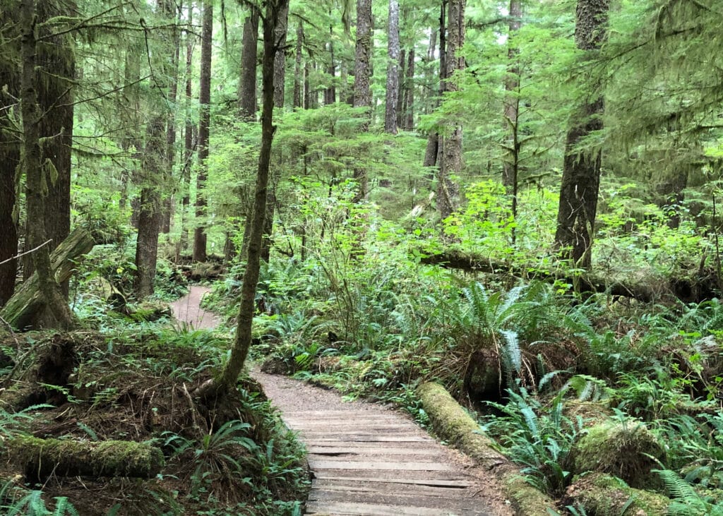 A trail made of wooden slats winds through the forest surrounded by ferns, berry bushes, and moss-covered trees.
