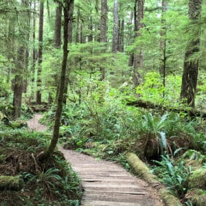 A trail made of wooden slats winds through the forest surrounded by ferns, berry bushes, and moss-covered trees.