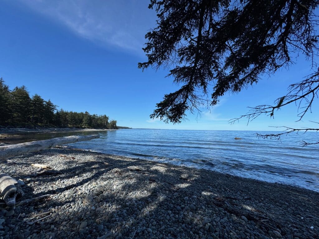 View of the beach, ocean and trees at Halibut Bight rest area in Haida Gwaii, BC. A branch hangs down in the foreground and the beach is covered in shadows of trees and branches.