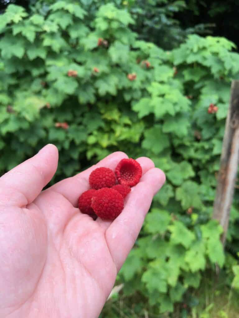 A closeup of a person's hand holding bright red thimbleberries in the foreground with out-of-focus thimbleberry bushes in the background.