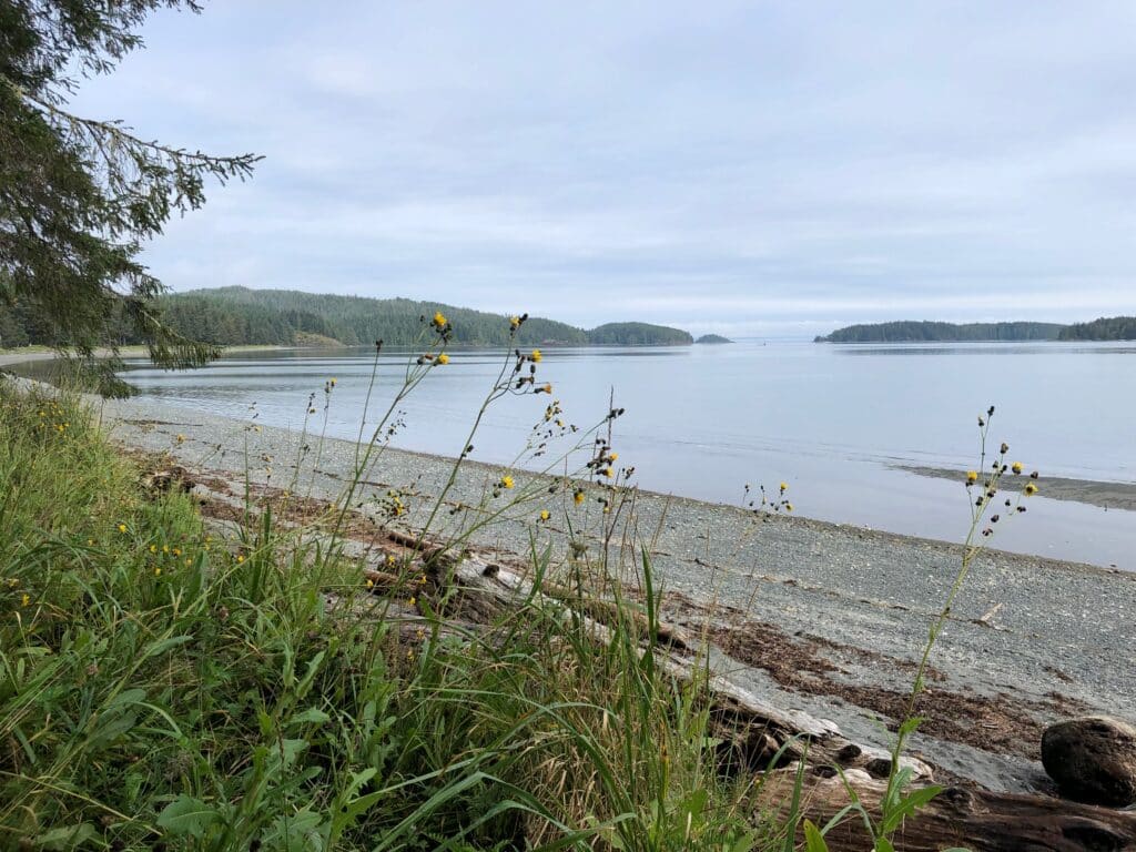 View of Storey's Beach with tall, sparse yellow flowers in the foreground, driftwood, the beach, and the ocean behind with islands in the distance.