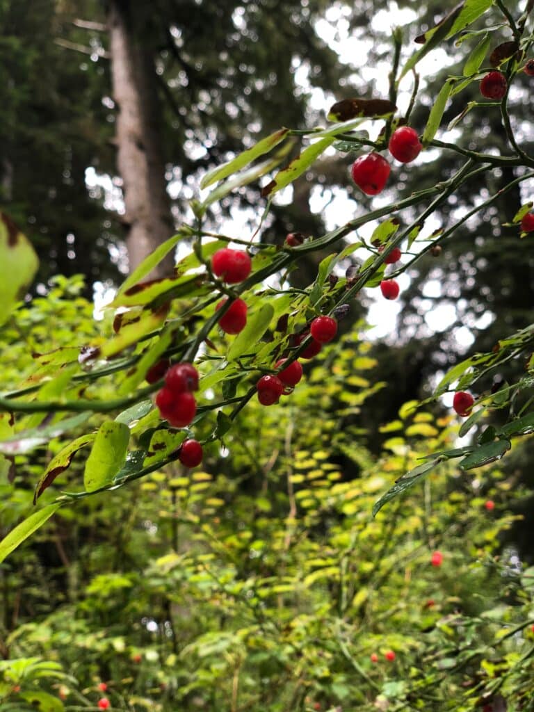 Bright pinkish red huckleberries and drops of rain on stems above the camera with more out-of-focus branches and berries in the background.